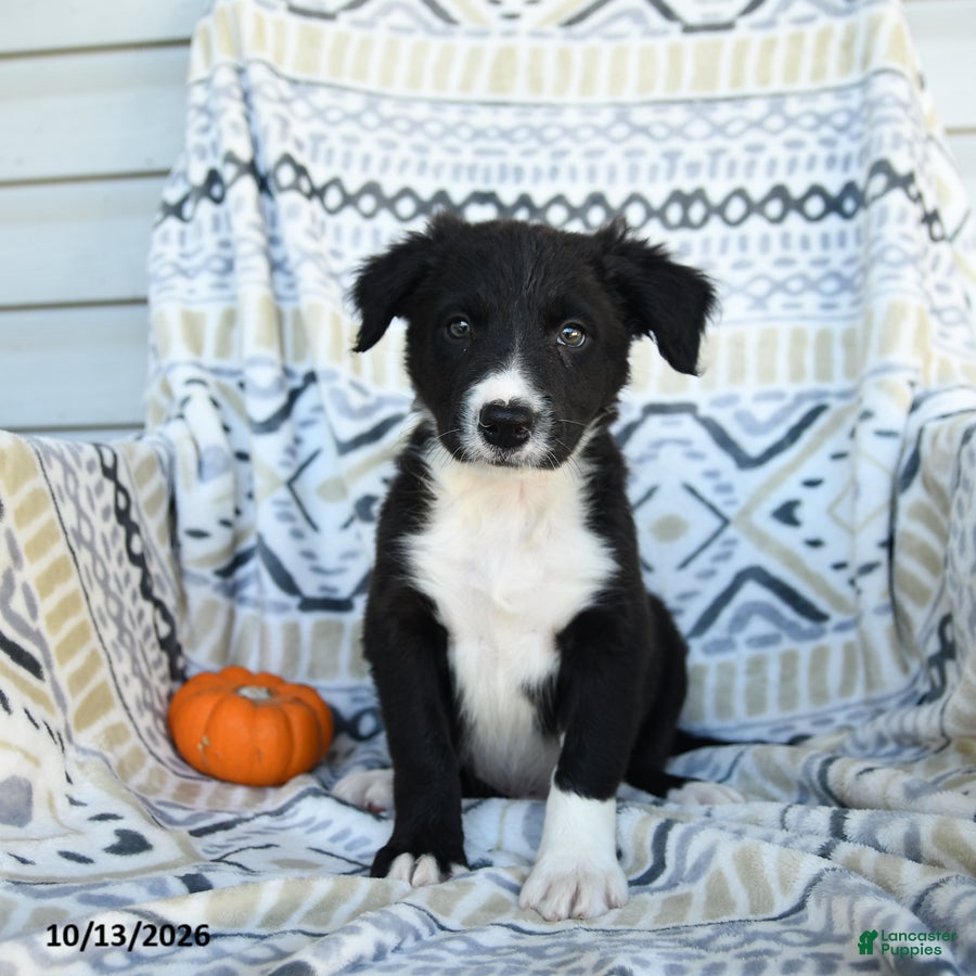 Border Collie dogs for sale: Eloy - Ad 1