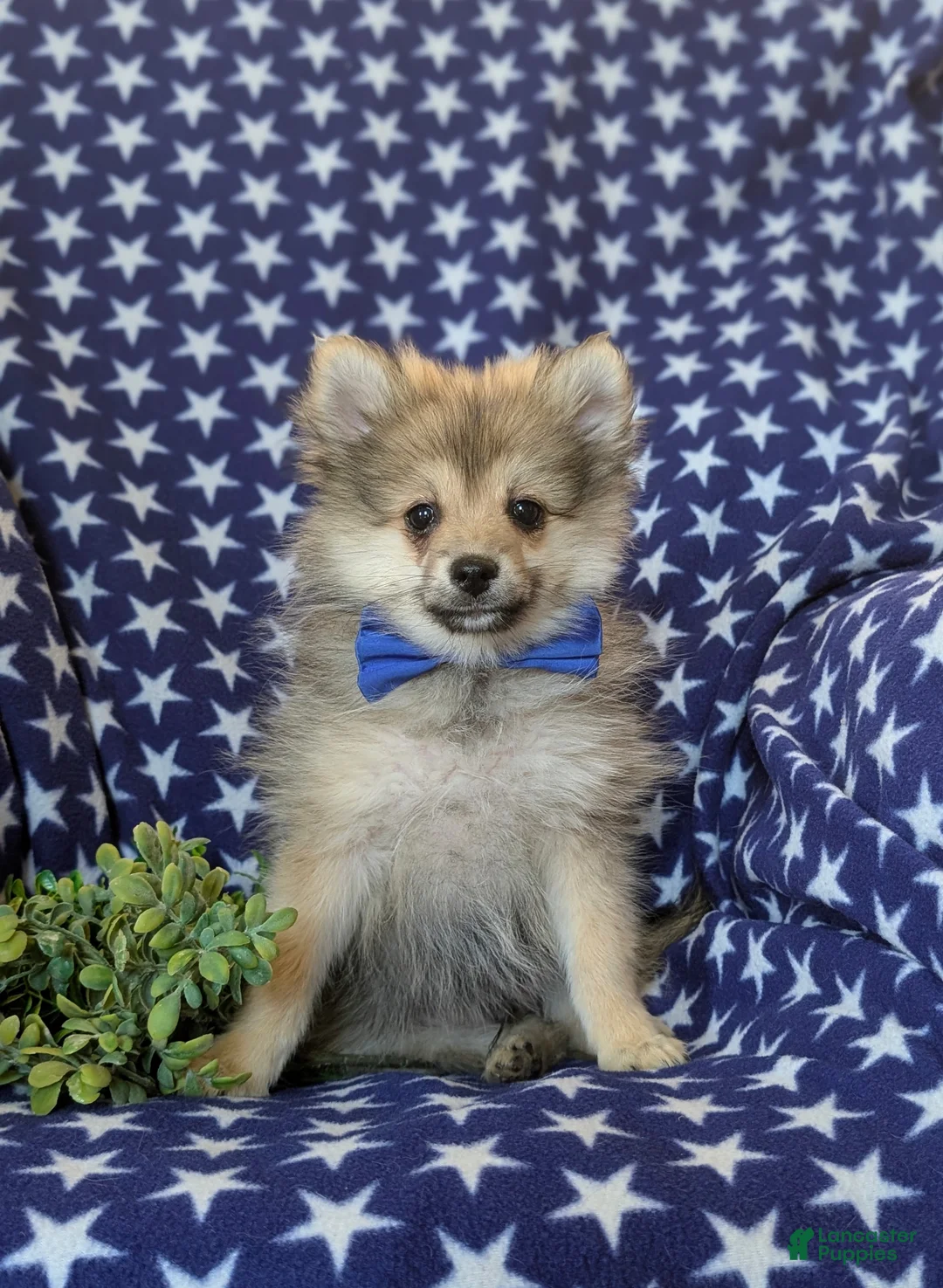 Pomeranian dogs for sale: Fulton - Ad 2