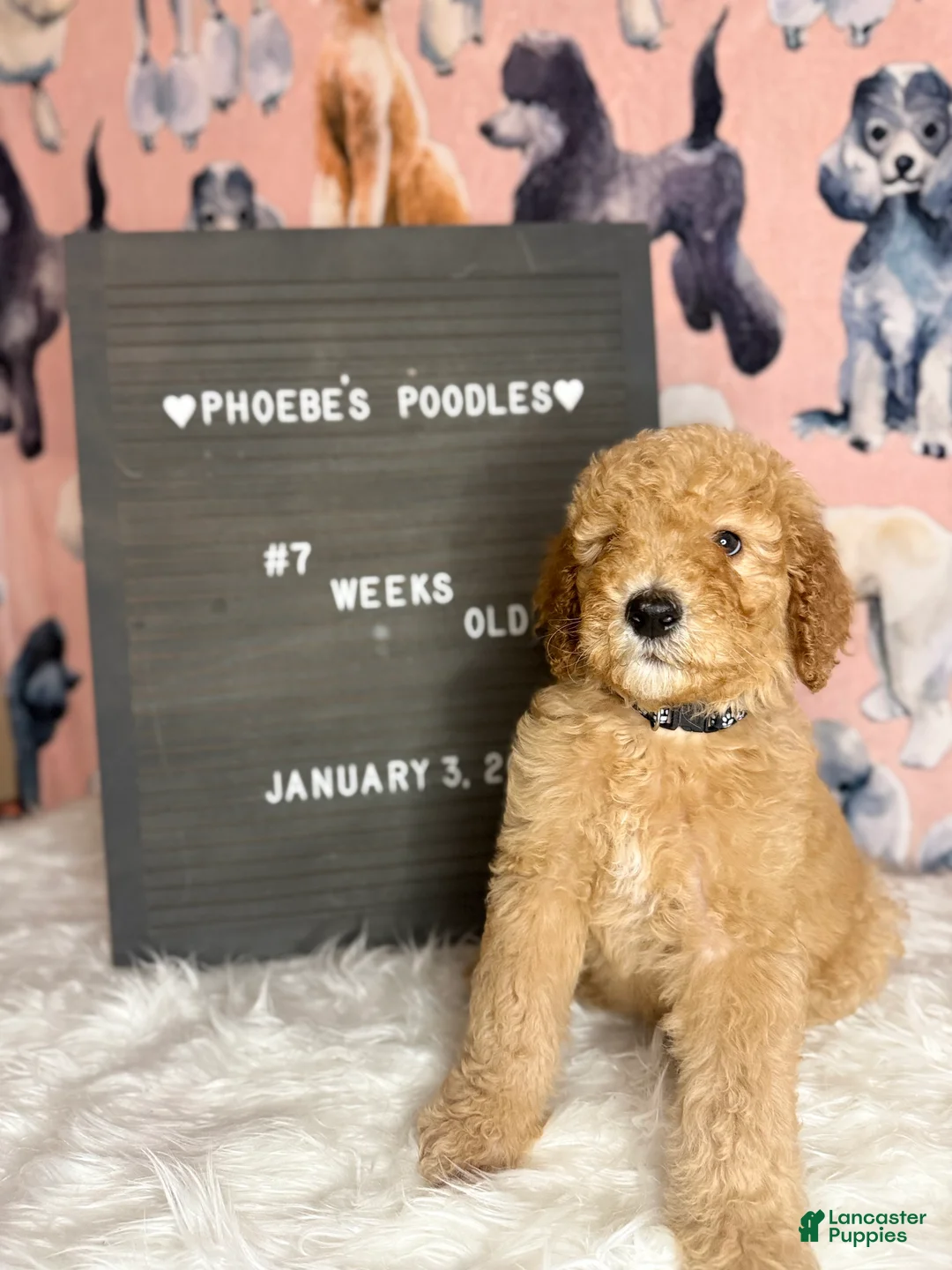 Standard Poodle dogs for sale: Standard Poodle Puppy 3 - Ad 2