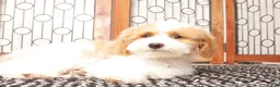 Bichpoo dogs for sale: May - Ad 3