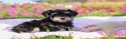 Miniature Schnauzer dogs for sale: Lexi - Ad 2