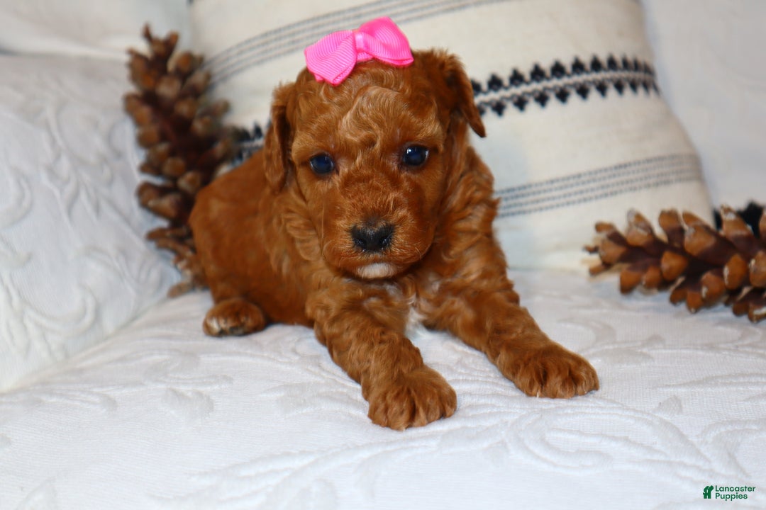 Miniature Poodle dogs for sale: Mahayla - Ad 1