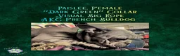 French Bulldog dogs for sale: Paislee “Dark Green”Collar, Female  - Ad 6