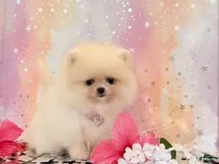 Pomeranian dogs Paisley - Ad 35