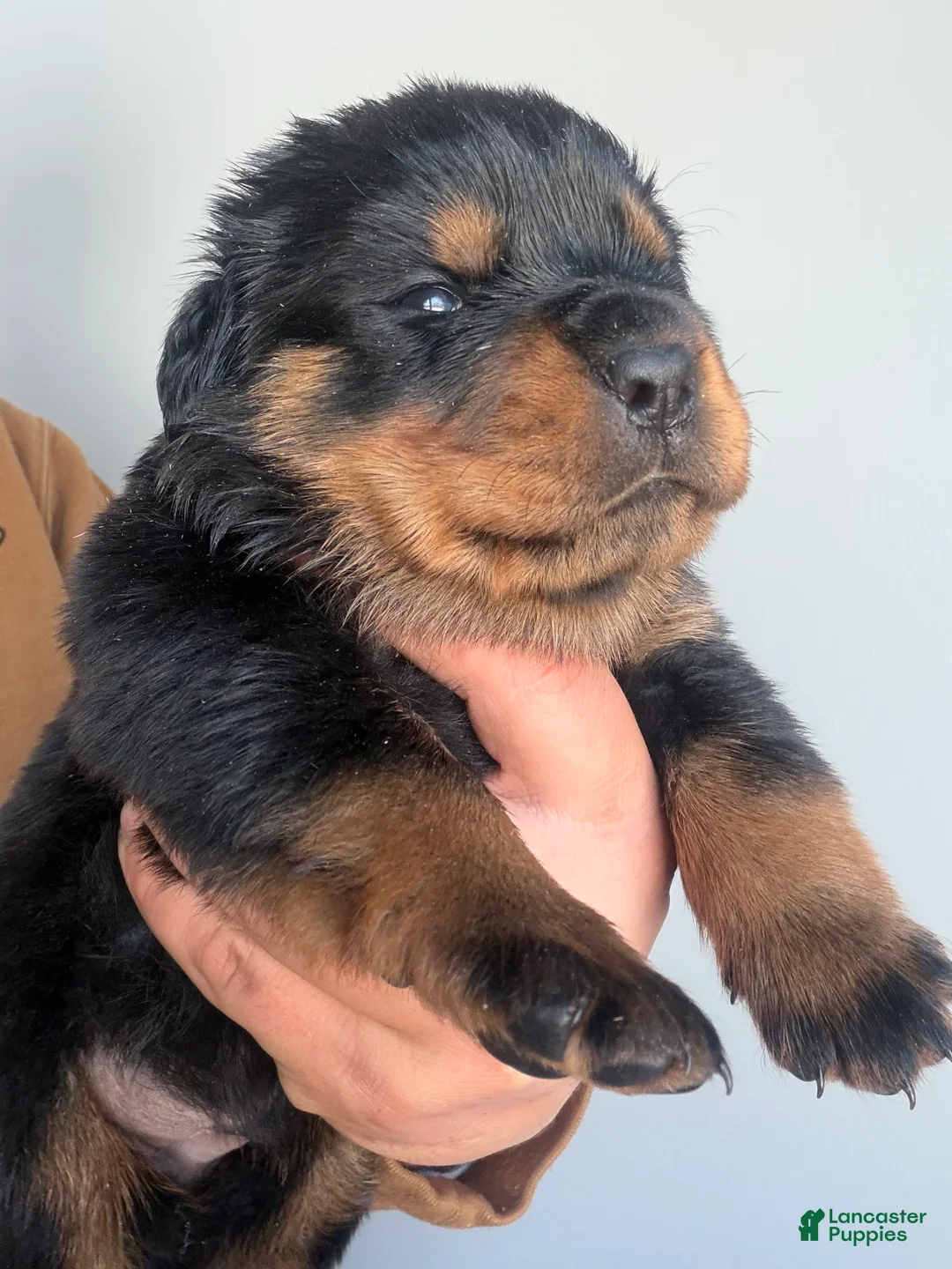 Rottweiler dogs for sale: Nova - Ad 2