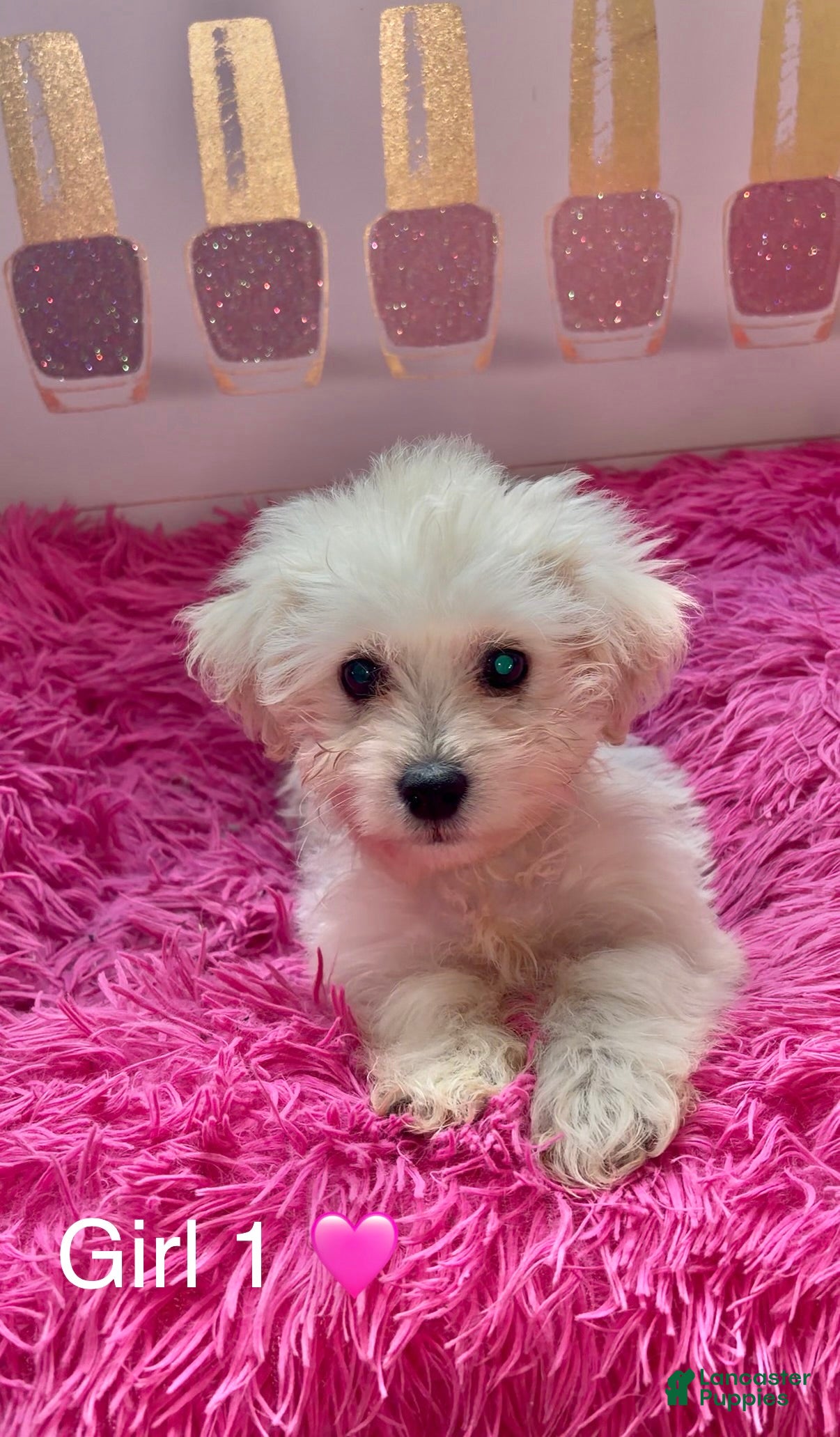 Maltipoo dogs Girl 1 (Precious) - Ad 17