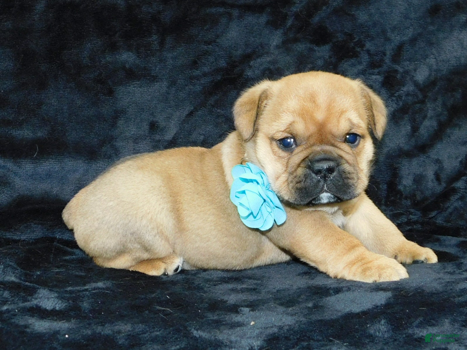 Mixed Breed dogs Teddy - Ad 37