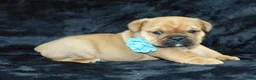 Mixed Breed dogs for sale: Teddy - Ad 1