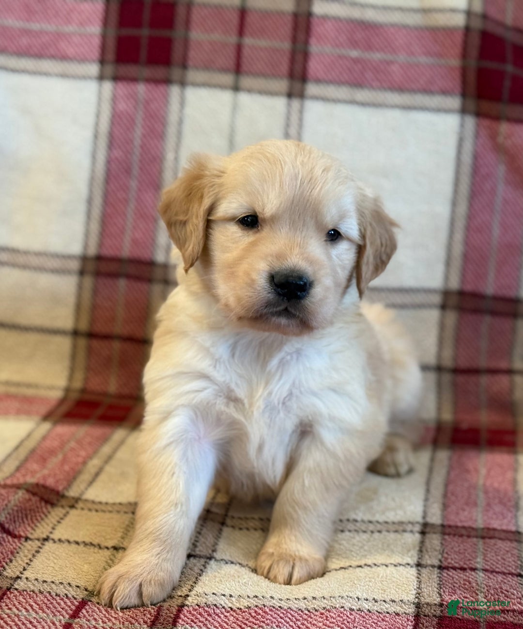 Golden Retriever dogs for sale: Sondra - Ad 6