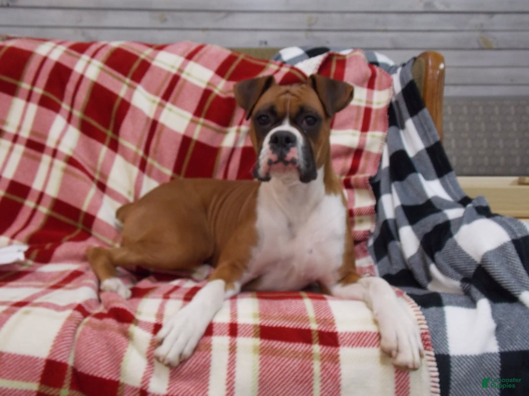 Boxer dogs for sale: Zeke - Ad 7