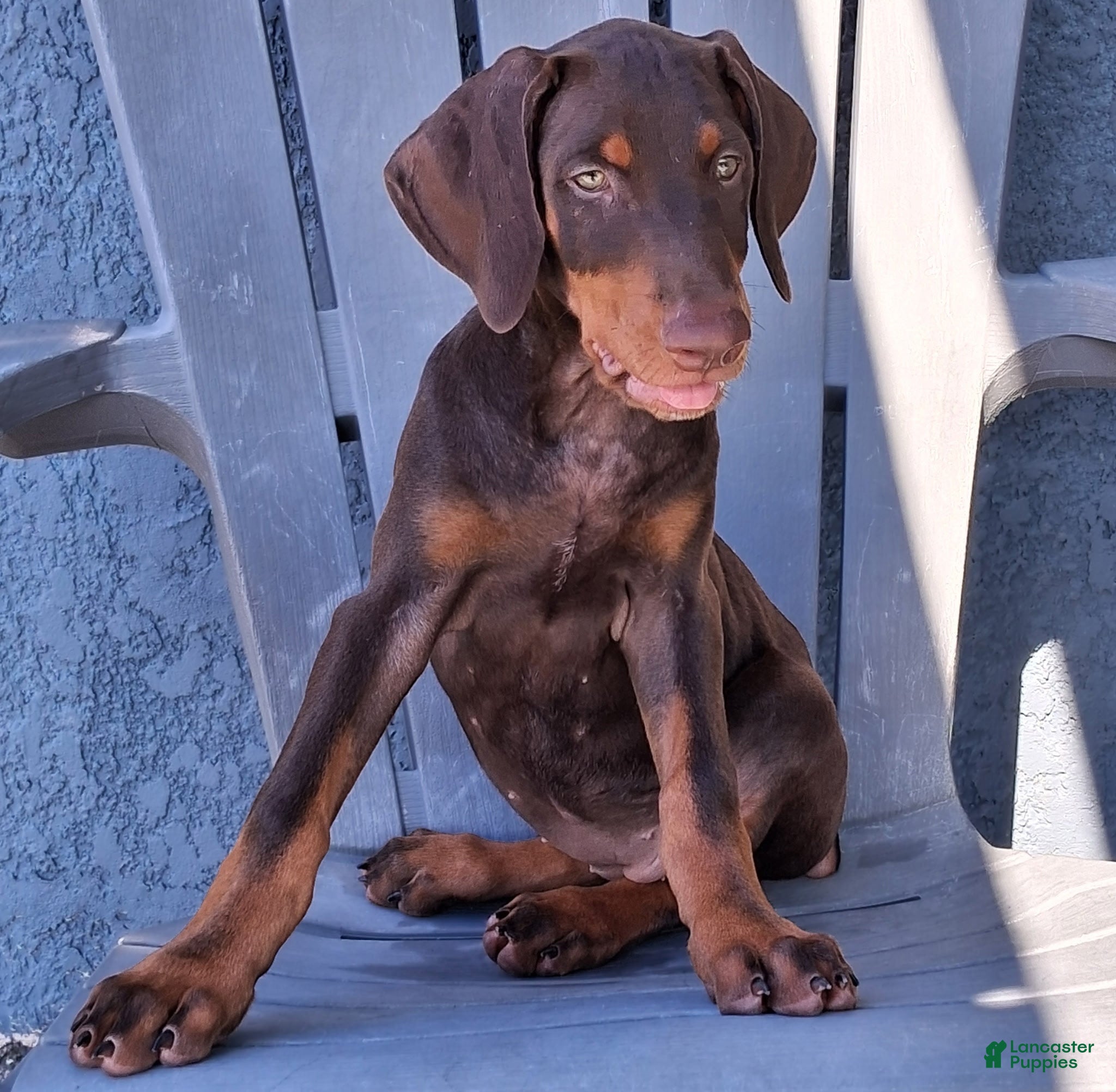 Doberman Pinscher dogs Doberman Pinscher Puppy 2 - Ad 2