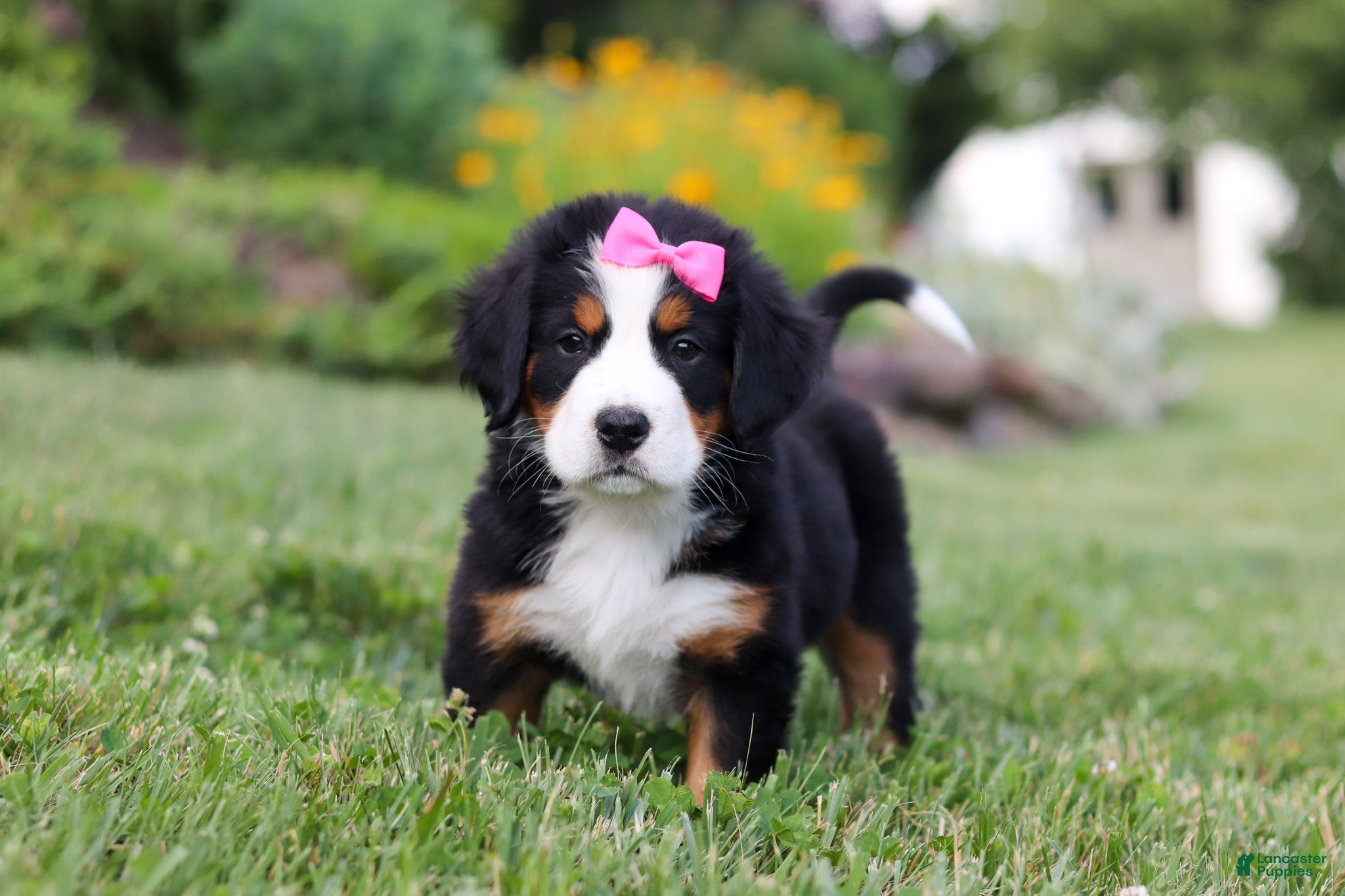 Bernese Mountain Dog dogs Heidi - Ad 2