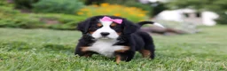 Bernese Mountain Dog dogs for sale: Heidi - Ad 2