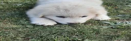 Great Pyrenees dogs for sale: Dothan - Ad 3