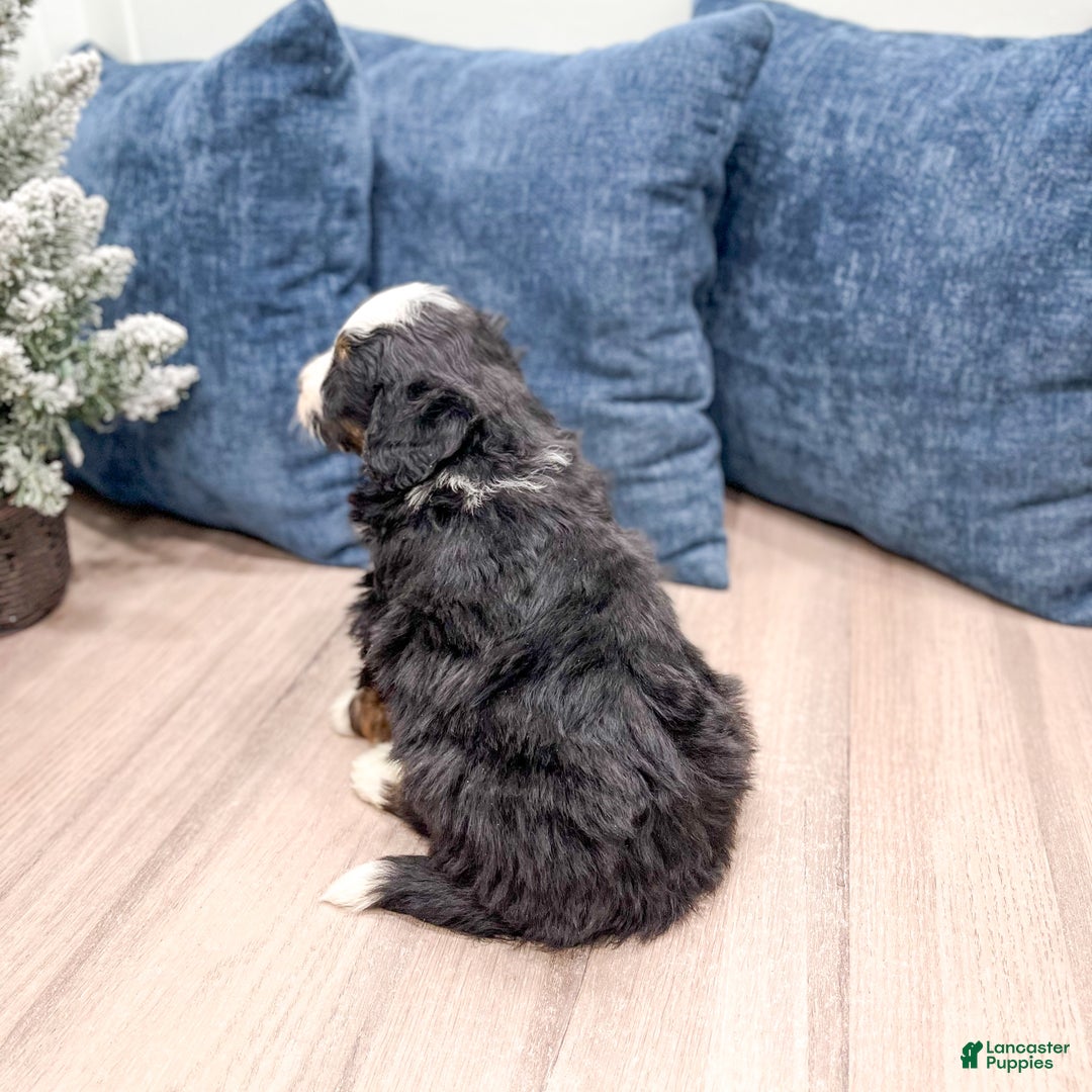 Mini Bernedoodle dogs for sale: Banjo - Ad 5