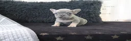 French Bulldog dogs for sale: Joy - Ad 2