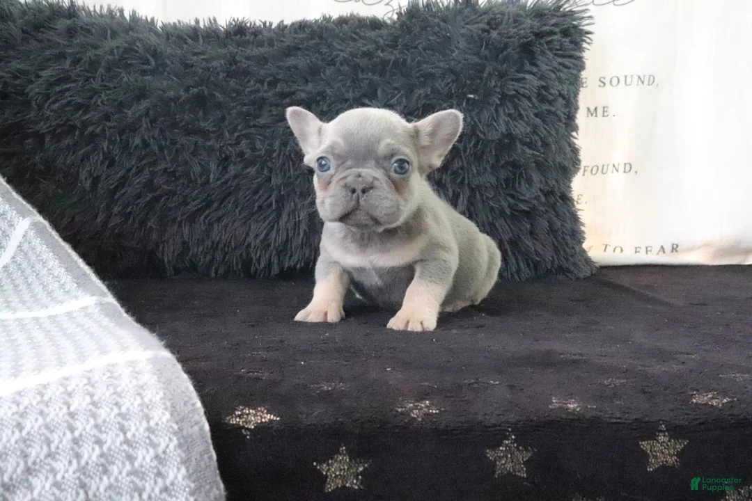 French Bulldog dogs for sale: Joy - Ad 2
