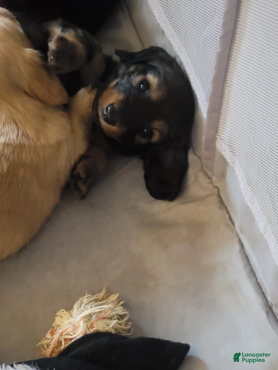 Miniature Dachshund dogs for sale: Miniature Dachshund Puppy 1 - Ad 1