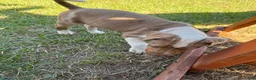 Catahoula Leopard Dog dogs for sale: Crossbow “Bow” aka Daisy  - Ad 4