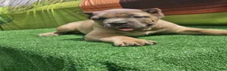 Cane Corso dogs for sale: ZEUS - Ad 20