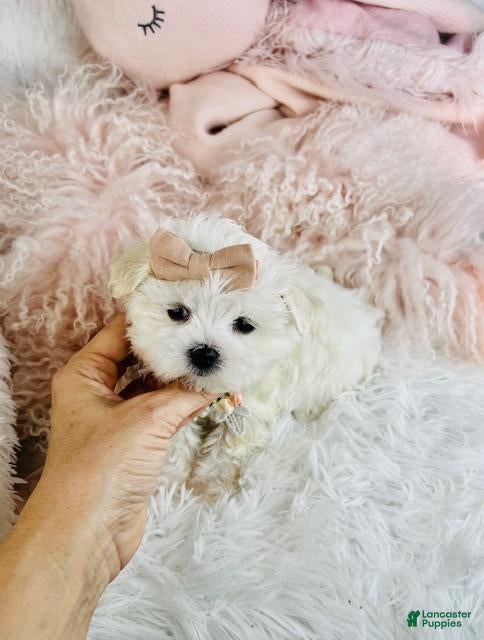 Maltese dogs Teacup Maltese 1 - Ad 1