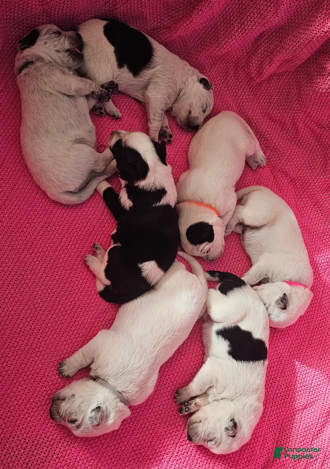 Mixed Breed dogs for sale: Mixed Breed Puppy 7 - Ad 17