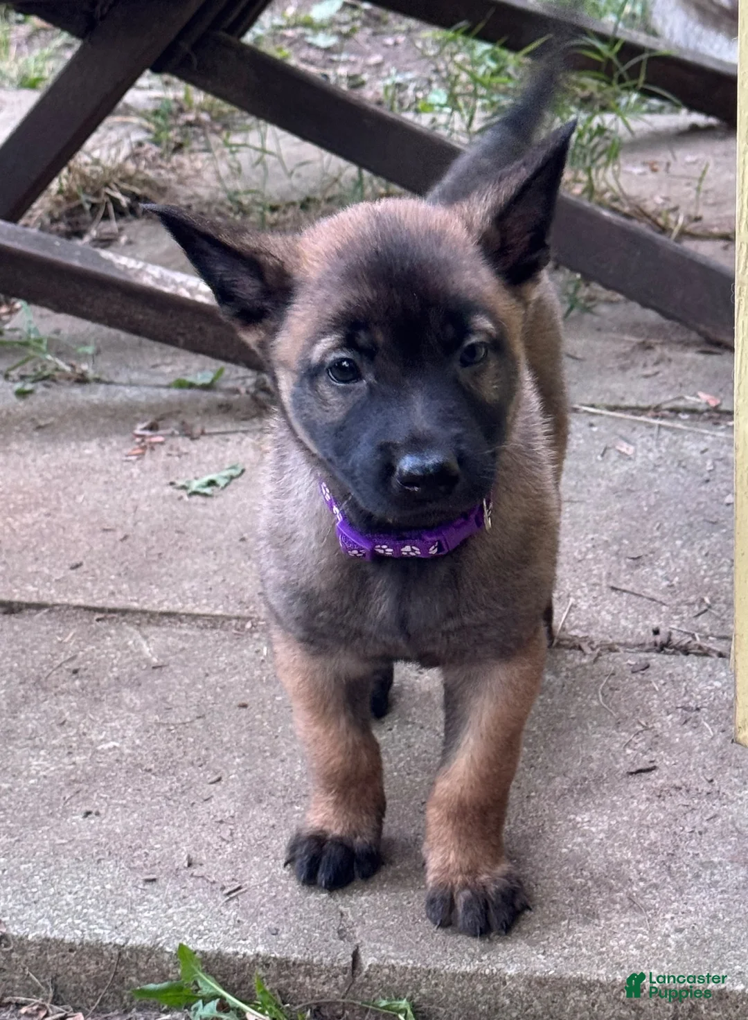 Belgian Malinois dogs for sale: Belgian Malinois 2 - Ad 8