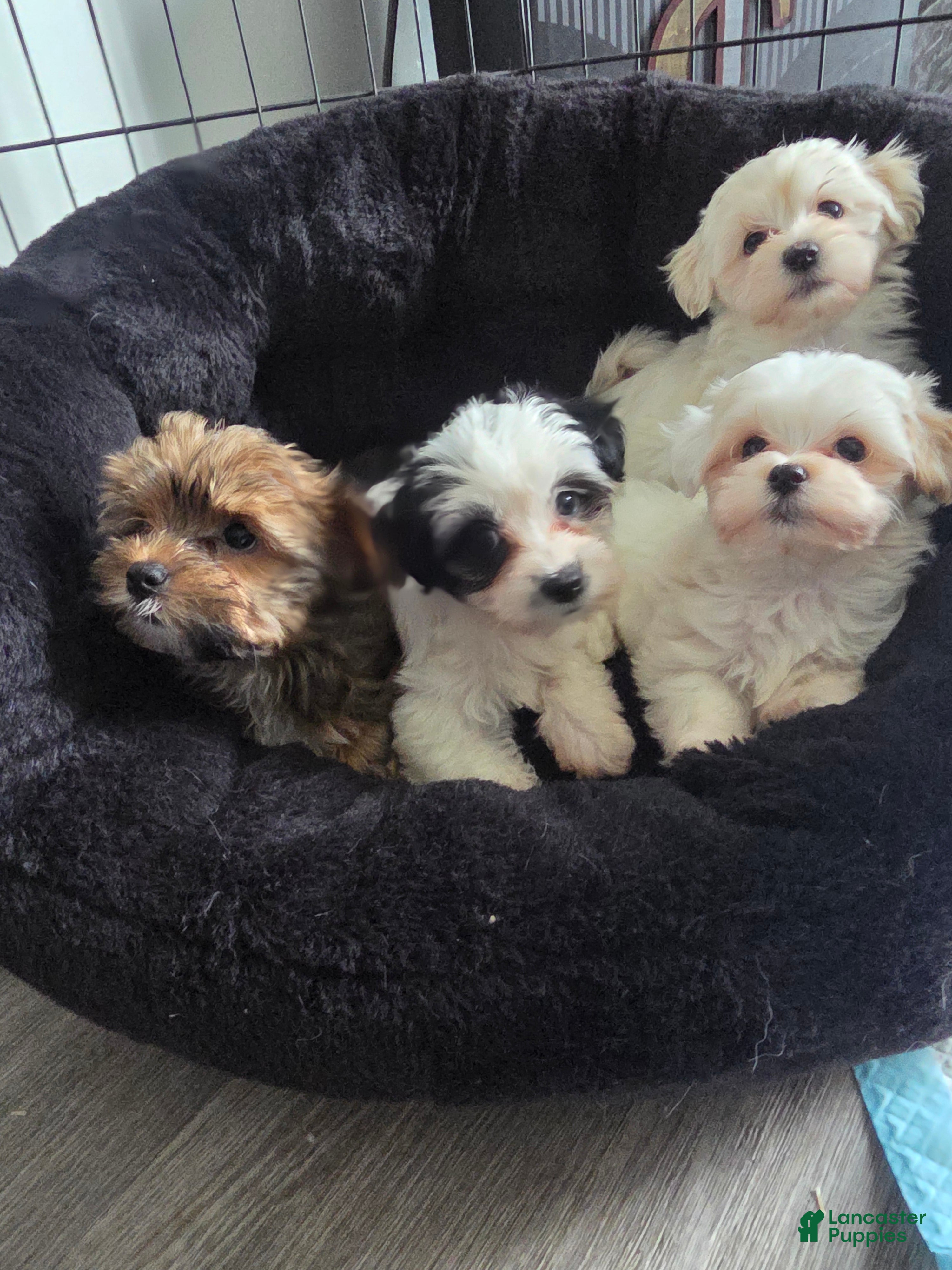 Morkie dogs Morkie 5 - Ad 1