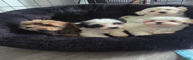 Morkie 5
