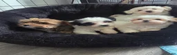 Morkie dogs for sale: Morkie 5 - Ad 1