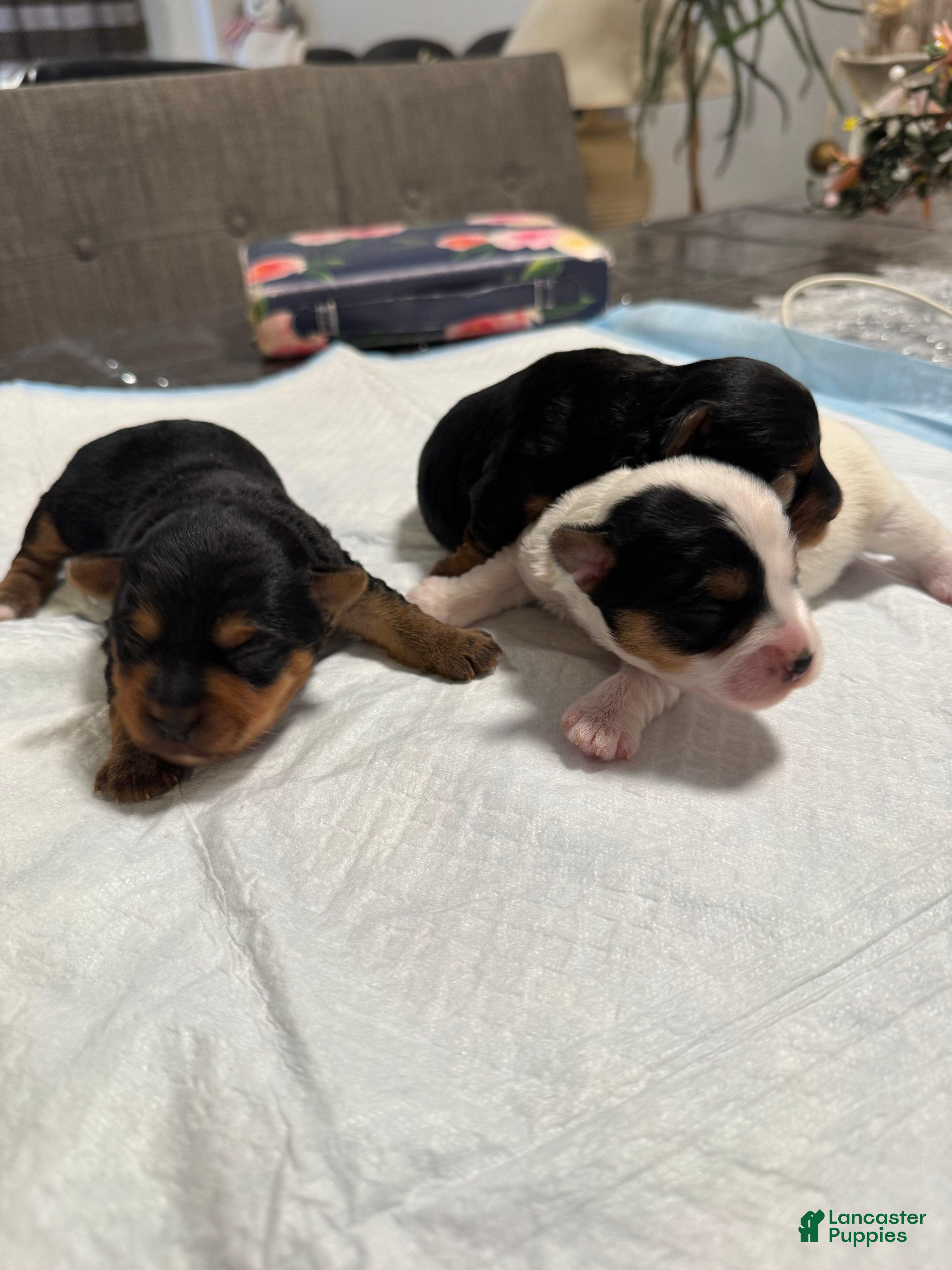 Yorkshire Terrier dogs  Puppy 3 - Ad 3