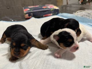 Yorkshire Terrier dogs Puppy 3 - Ad 3