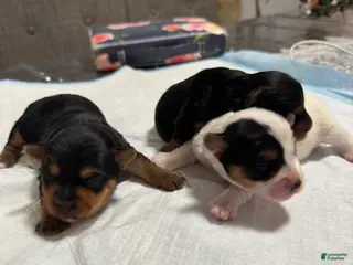 Yorkshire Terrier dogs Puppy 3 - Ad 13