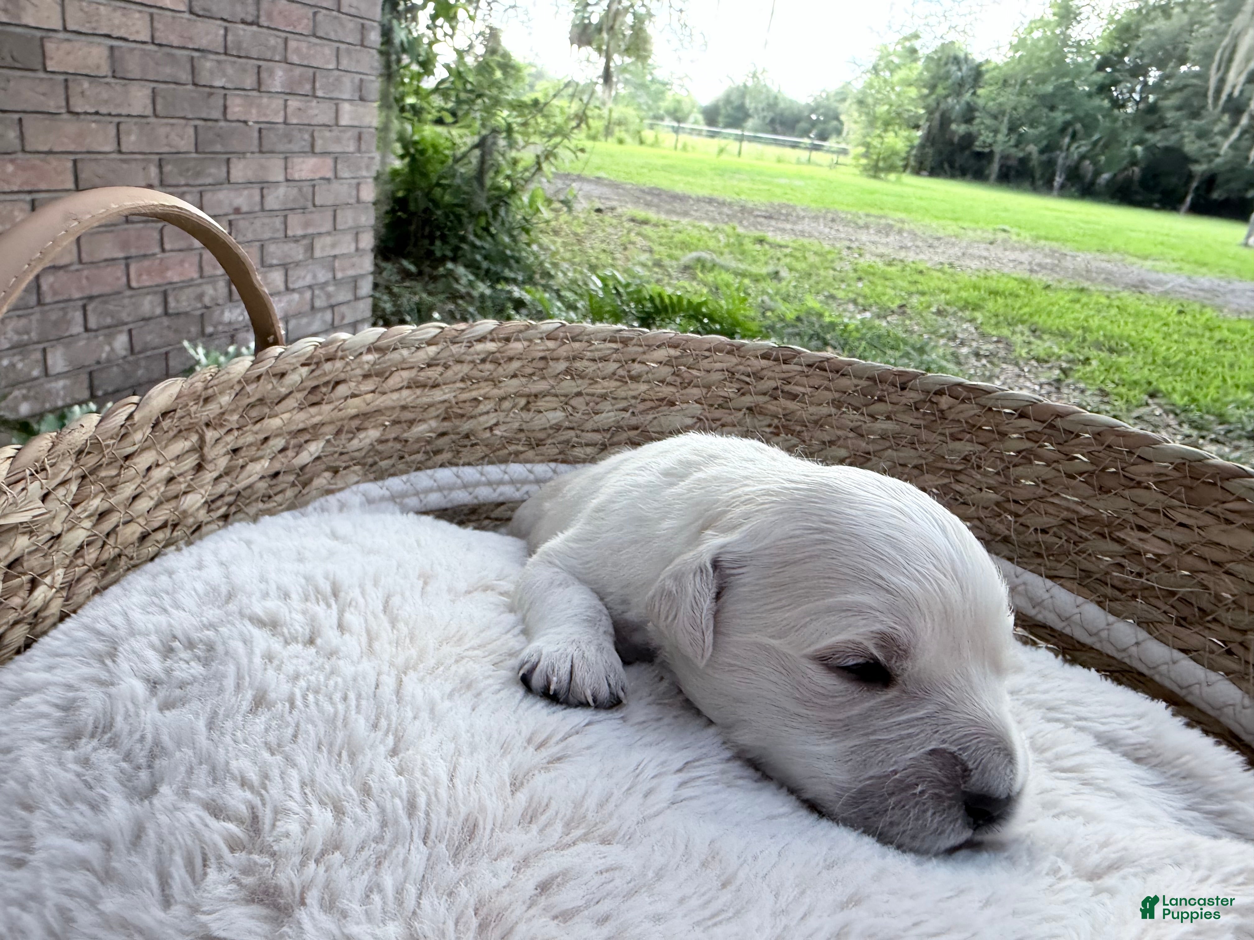 Golden Retriever dogs Belle of Avalon - Ad 1