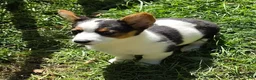 Welsh Corgi Pembroke dogs for sale: Oreo girl  - Ad 6