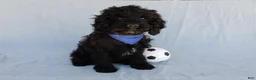 Cockapoo dogs for sale: Jet - Ad 6