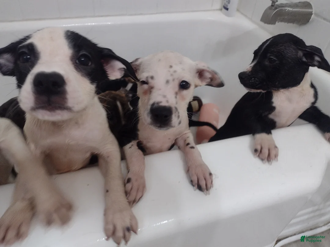 Mixed Breed dogs for sale: Little lady(black spots) - Ad 1