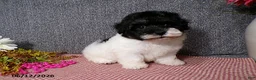 Havanese dogs for sale: Sugar - Ad 5