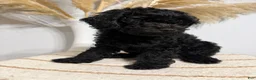 Mini Goldendoodle dogs for sale: Black Girl 1 - Ad 6