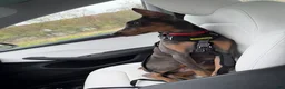 Doberman Pinscher dogs for sale: Elleven - Ad 3