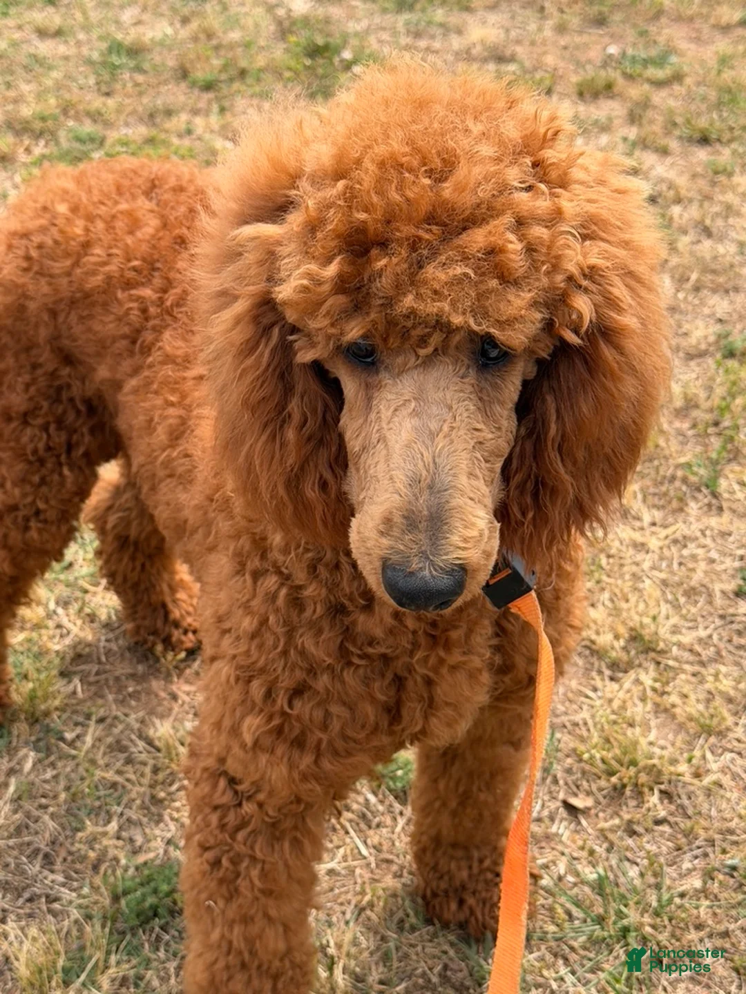 Miniature Poodle dogs for sale: Lincoln - Ad 1