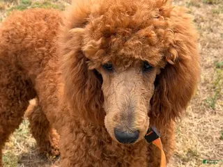 Miniature Poodle dogs Lincoln - Ad 14