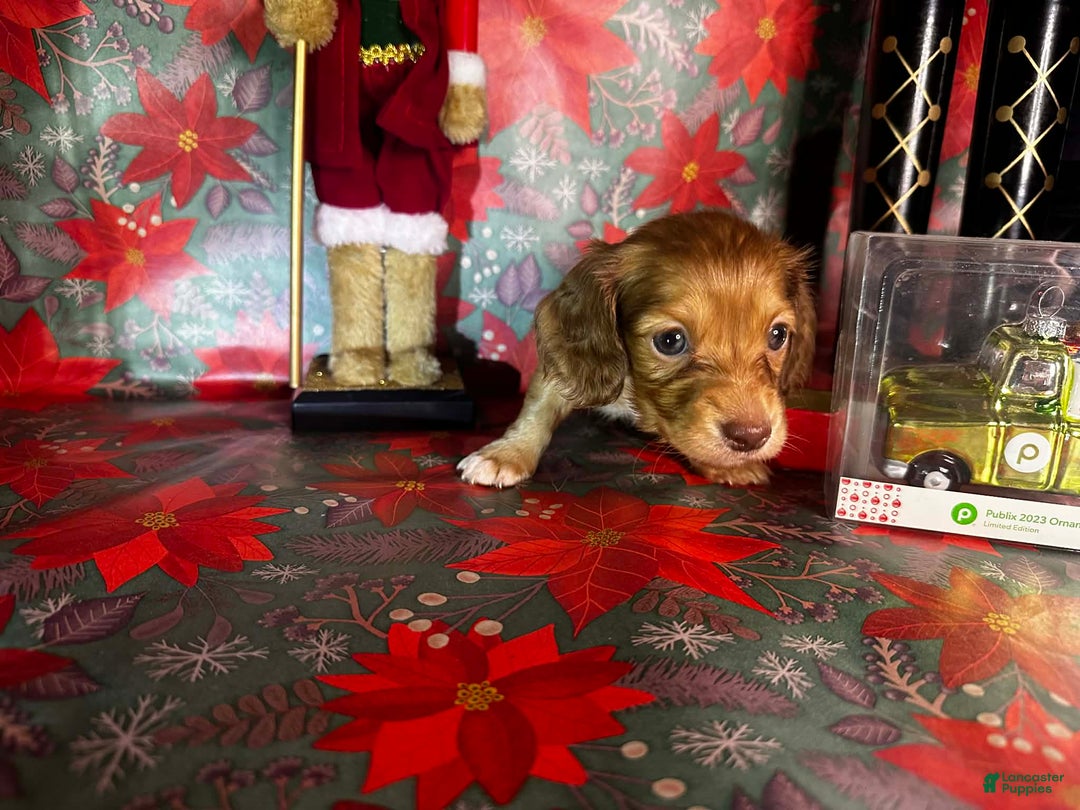 Dachshund dogs for sale: Lola bunny - Ad 10