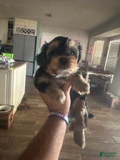 Mixed Breed dogs Mixed Breed 2 - Ad 1