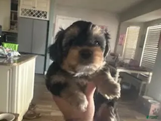 Mixed Breed dogs for sale: Mixed Breed 2 - Ad 3