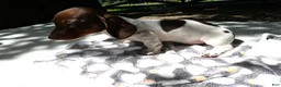Miniature Dachshund dogs for sale: Miniature Dachshund 1 Poco - Ad 1