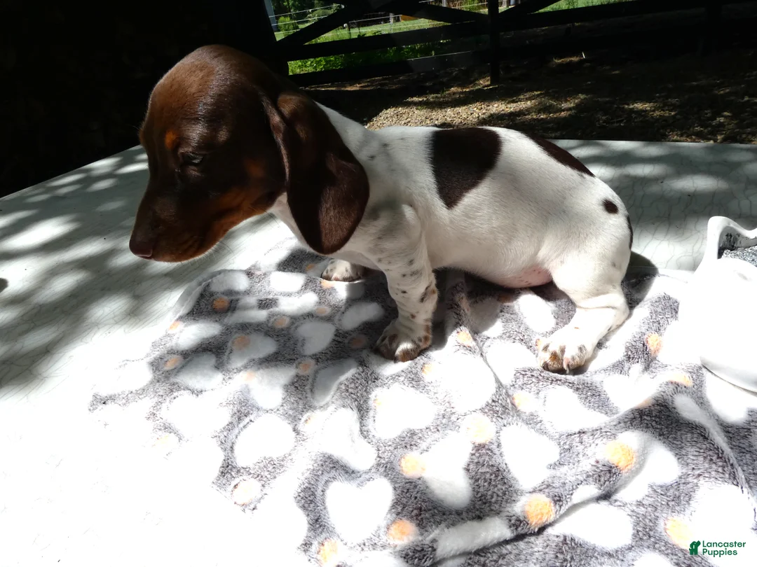 Miniature Dachshund dogs for sale: Miniature Dachshund 1 Poco - Ad 1