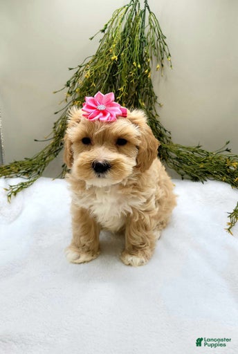 Gallery Image {{count}}