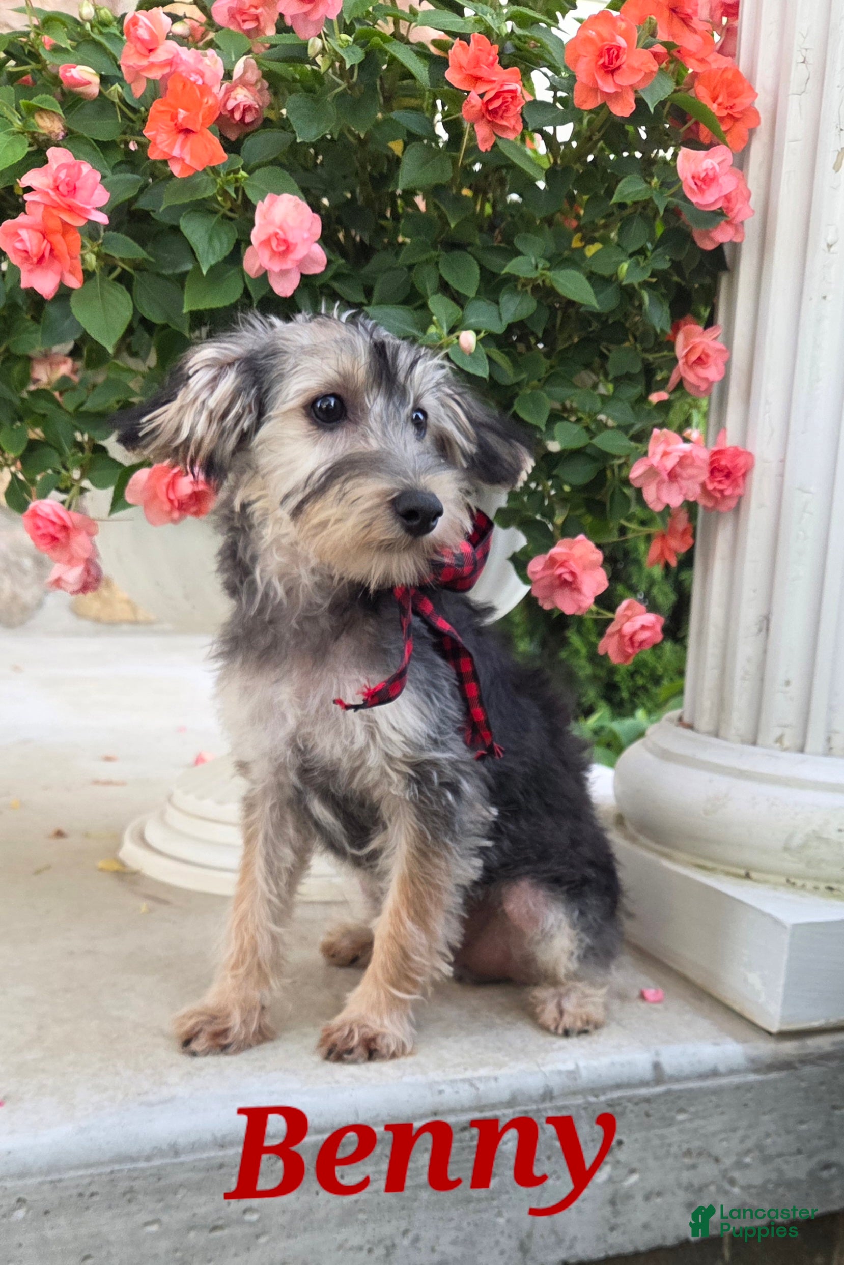 Yorkiepoo dogs Benny - Ad 31