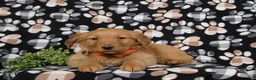 Golden Retriever dogs for sale: Flynn - Ad 7